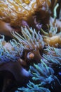 Orange clownfish hiding on an anemone on a tropical underwater