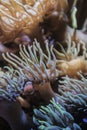 Orange clownfish hiding on an anemone on a tropical underwater close up still