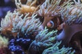 Orange clownfish hiding on an anemone on a tropical underwater close up still