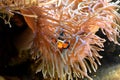 Orange Clownfish Hiding Inside Sea Anemone Royalty Free Stock Photo