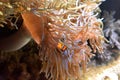 Orange Clownfish Hiding Inside Sea Anemone Royalty Free Stock Photo