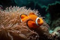 orange clownfish swimming among vibrant sea anemones Royalty Free Stock Photo