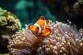 orange clownfish swimming among vibrant sea anemones