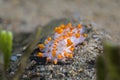 Orange-clubbed sea slug Limacia clavigera white-bodied dorid