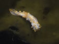 Orange-clubbed sea slug on a piece of kelp