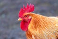 Orange cock in profile, portrait of a rooster_