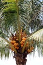 Orange coconut on the coconut tree. fresh young coconut, tropical fruits are an ingredient in desserts. Royalty Free Stock Photo