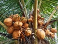 orange coconut fruit between green leaf midribs