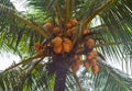 Orange coconuts growing in a palm tree in Malaysia