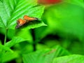 Orange Collie butterfly on green leaf Royalty Free Stock Photo