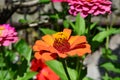 A Orange color blossom in full bloom. The flower is very colorful, blossoming Royalty Free Stock Photo