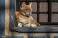 Orange color cat sitting in front of an old vintage window Royalty Free Stock Photo