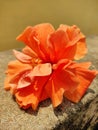 Orange color china rose bright