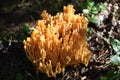 The orange color Coral mushroom in the forest