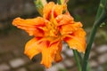 Orange color daylily flower Hemerocallis decorative flower with rain drops close up Royalty Free Stock Photo