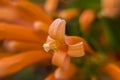 Orange Color Flower And Stamen