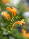 Orange color flowers