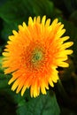 Orange color gerbera