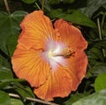 An Orange Color Hibiscus Flower Royalty Free Stock Photo