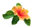 Orange color hibiscus flower with green leaves isolated on white background, path Royalty Free Stock Photo