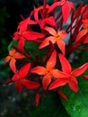 Orange color Ixora Flower, water droplets on it Royalty Free Stock Photo