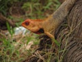 Orange color lizard with black dot at neck, under a tree.(Selective focus)