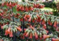 Orange color of Mother-Of-Thousands flower from a Stonecrop family plant Royalty Free Stock Photo