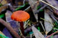 Orange color mushroom