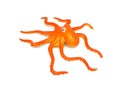 Orange color octopus rubber toy.
