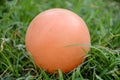 The orange color old cricket ball on the green grass in the ground Royalty Free Stock Photo