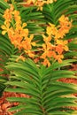 Orange color orchid plant