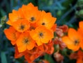 Orange color of Ornithogalum Dubium flowers at full bloom Royalty Free Stock Photo