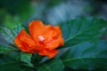 Orange color pereskia flower and green leaves