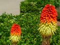 Orange color red hot poker flower with lush green hedge in the background Royalty Free Stock Photo