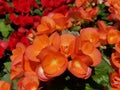 Orange color of Rieger Begonia flower blooming in the Spring