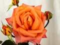 Orange Color Rose Flower with lots of buds.