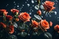 Orange color roses with water drops on them Royalty Free Stock Photo