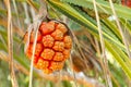 Orange color of Screwpine Seashore when ripe.Pandanus odoratissimus