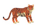 orange color stiped tiger wild nature animal hunter predator carnivore mammal danger big cat