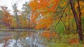 orange color sugar maple tree in Fall color on shoreline hanging over pond Royalty Free Stock Photo