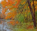 orange color sugar maple tree in Fall color on shoreline hanging over pond Royalty Free Stock Photo