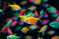 Orange color tetra Glofish breed, Gymnocorymbus ternetzi, colorful adults active and healthy, freshwater characin Royalty Free Stock Photo