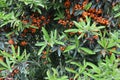 Orange color wild berries with natura light