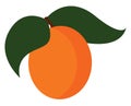 Clipart juicy apricot fruit with two leaves vector or color illustration