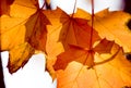 Orange colored autumn foliage