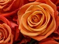 Orange colored beautiful rose closeup view
