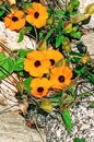 A Patch of Orange Colored Black Eye Susan Vine in Bloom