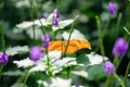 Orange Colored Butterfly Royalty Free Stock Photo