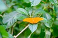 Orange Colored Butterfly Royalty Free Stock Photo