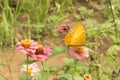 Orange colored butterfly sucking flower Royalty Free Stock Photo